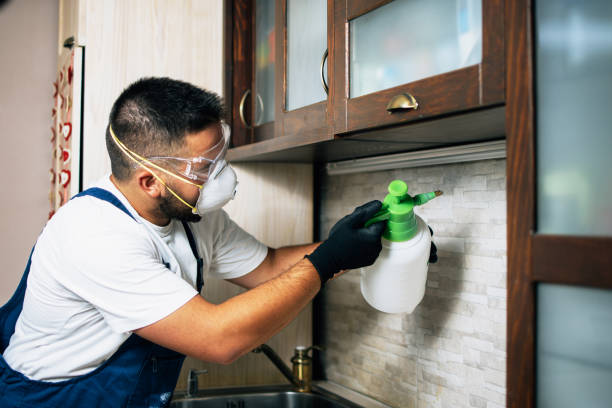 Wasp Removal Services in East Greenville, PA