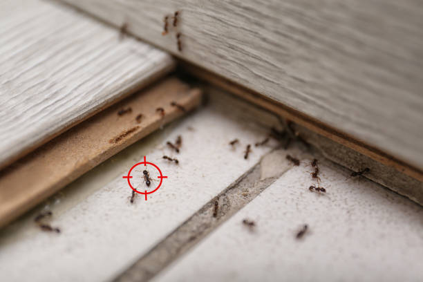 Best Mosquito Control Services  in East Greenville, PA