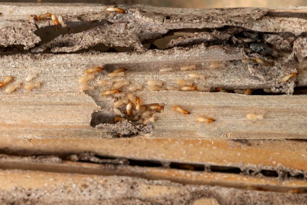 Best Affordable Pest Control Services  in East Greenville, PA